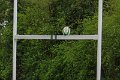 Monaghan V Donegal April 22nd 2017 (22 of 28)